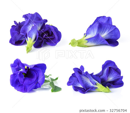 Butterfly Pea isolated on white background 32756704