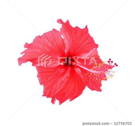 red hibiscus flower isolated on white background 32756705