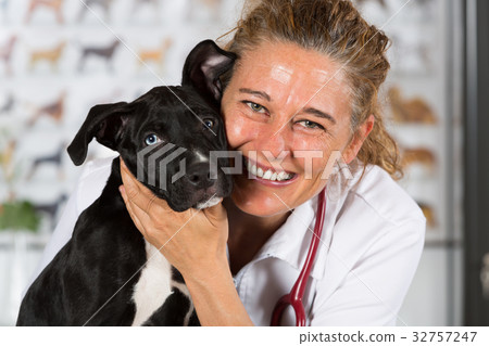 Vet with his dog American Staffordshire Vet with his dog American Staffordshire 32757247