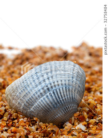 Seashell on sand Seashell on sand 32758484