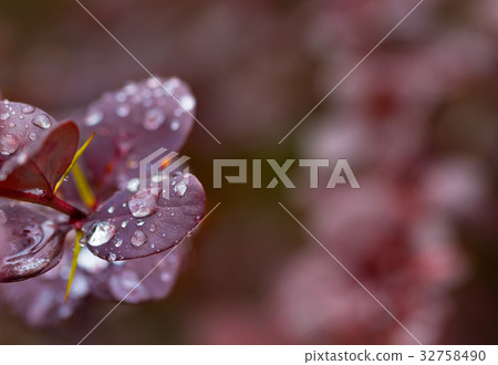 Wet twig of red barberry with water drop on leaves Wet twig of red barberry with water drop on leaves 32758490