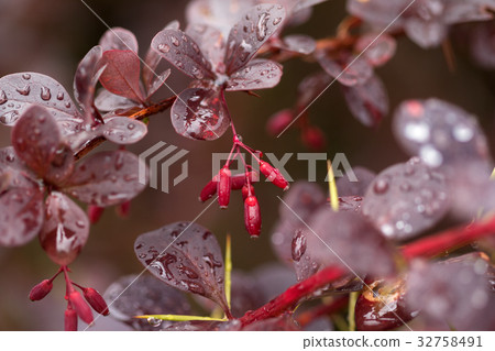 Wet twigs of red barberry with fruit Wet twigs of red barberry with fruit 32758491