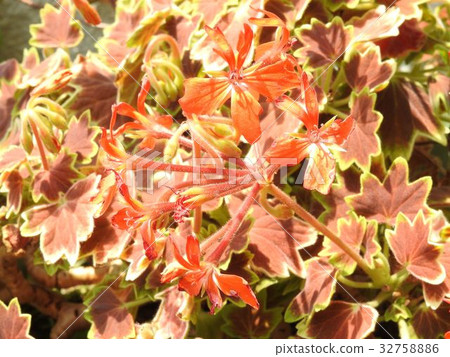 Momiji beryllium / Hachioji Momiji beryllium / Hachioji 32758886