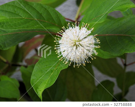 Taniwata Noki花/八王子 32758888