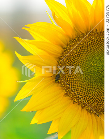 bee pollinating the sunflower bee pollinating the sunflower 32759776