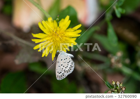 White-claw Butterfly Dandelion Insect Nature Conservation Cute 32760090