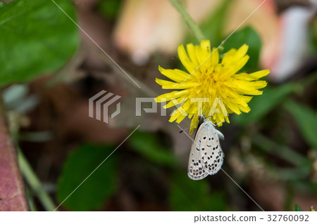 White-claw Butterfly Dandelion Insect Nature Conservation Cute 32760092
