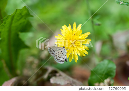 白爪蝴蝶蒲公英昆蟲自然保護可愛 白爪蝴蝶蒲公英昆蟲自然保護可愛 32760095