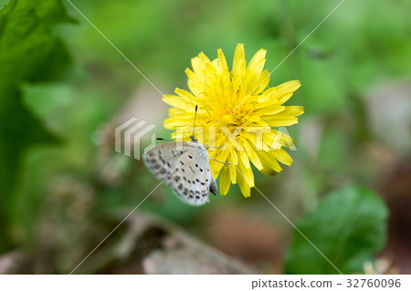 White-claw Butterfly Dandelion Insect Nature Conservation Cute 32760096