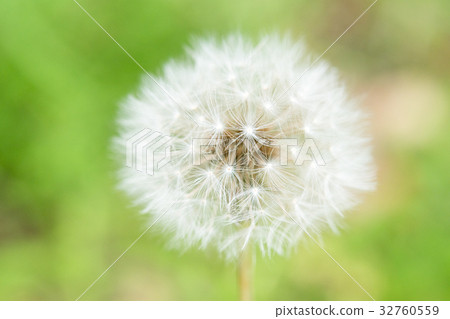 Plant dandelion dandy lion dandelion fluffy white white soft fly 32760559