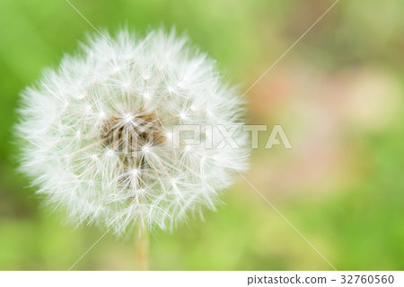 Plant dandelion dandy lion dandelion fluffy white white soft fly Plant dandelion dandy lion dandelion fluffy white white soft fly 32760560