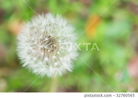 種植蒲公英上等的獅子蒲公英蓬鬆白色白色軟的飛行 32760565