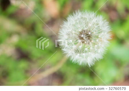 Plant dandelion dandy lion dandelion fluffy white white soft fly Plant dandelion dandy lion dandelion fluffy white white soft fly 32760570