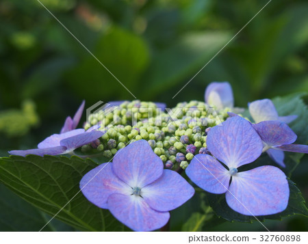 繡球花 繡球花 32760898
