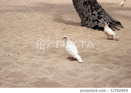 在夏威夷奧阿胡島沙灘的白色鴿子 32760969