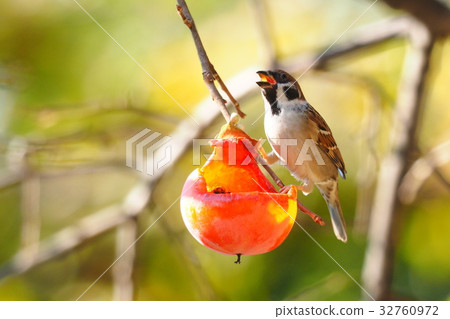 拿著桑樹的果子麻雀 32760972