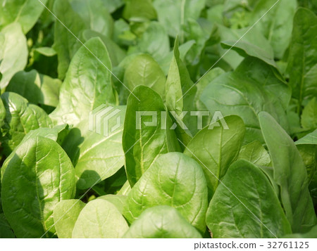 spinach  32761125