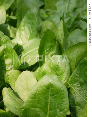 spinach  32761127