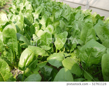 spinach  32761128