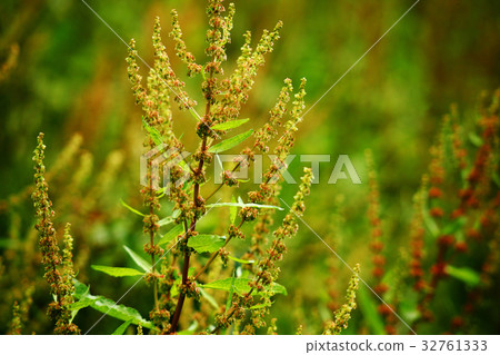 Wild grass sorrel flower ear Wild grass sorrel flower ear 32761333