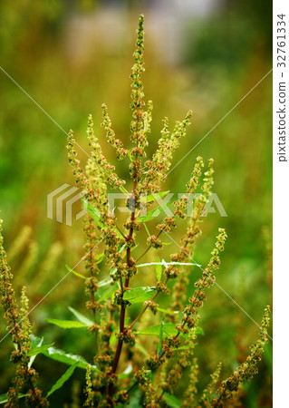 Wild grass sorrel flower ear 32761334
