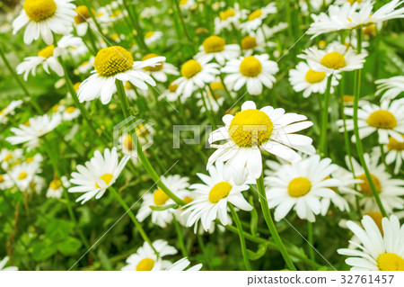 Alpine plant french chrysanthemum Alpine plant french chrysanthemum 32761457