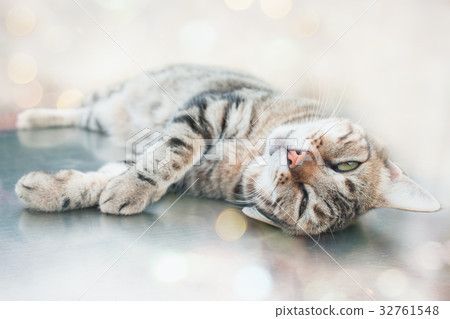 Lazy Cat Lazy Cat 32761548