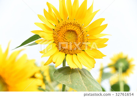 sunflower	 32761654
