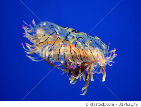 Hanagasa jellyfish Hanagasa jellyfish 32762179