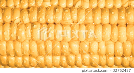 Ripe sweet corn Ripe sweet corn 32762457