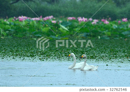 Niigata Prefecture summer 32762546