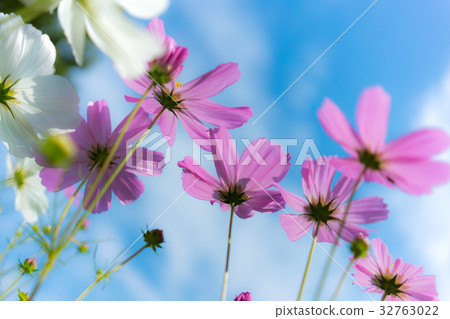 Cosmos cosmos shining in the autumn sky 32763022
