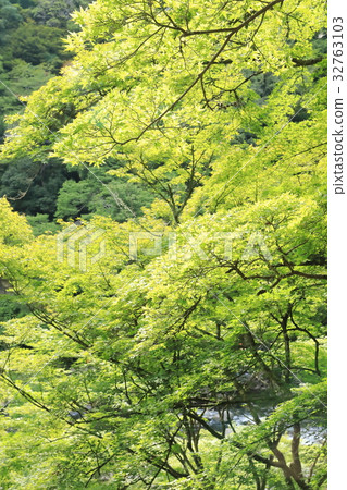 夏天咖哩嵐河 32763103