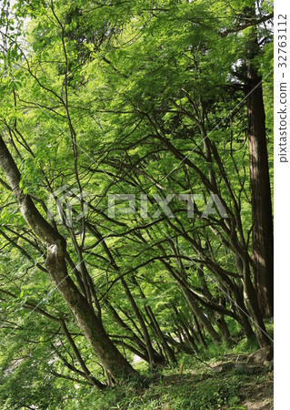 夏天咖哩嵐河 32763112