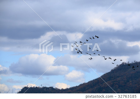 Migratory birds and clouds Migratory birds and clouds 32763185