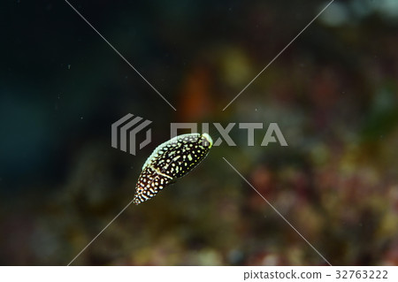 Croftis squivera Croftis squivera 32763222