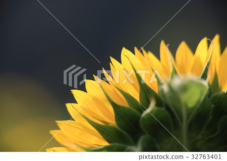 Sun Flower Sun Flower 32763401