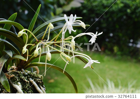 風蘭花 32764111