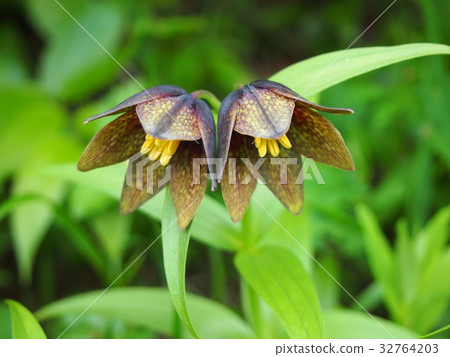 Black lily of two wheels 32764203