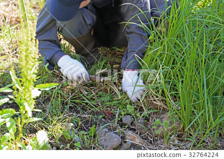 Weeding 32764224
