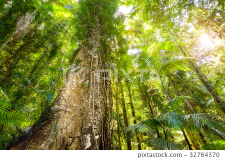 Dense forest canopy viewed from ground 32764370