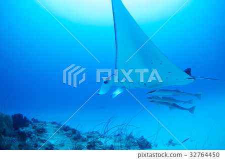 Manta Manta 32764450