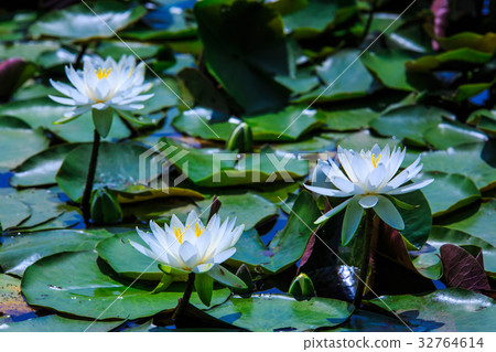 Water lily of Ishizaka pond Sasebo Sethihara Water lily of Ishizaka pond Sasebo Sethihara 32764614