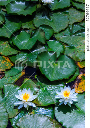 Water lily of Ishizaka pond Sasebo Sethihara 32764617