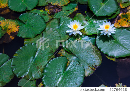 Water lily of Ishizaka pond Sasebo Sethihara Water lily of Ishizaka pond Sasebo Sethihara 32764618