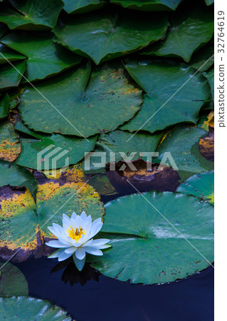 Water lily of Ishizaka pond Sasebo Sethihara Water lily of Ishizaka pond Sasebo Sethihara 32764619