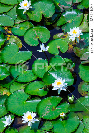 Water lily of Ishizaka pond Sasebo Sethihara Water lily of Ishizaka pond Sasebo Sethihara 32764620