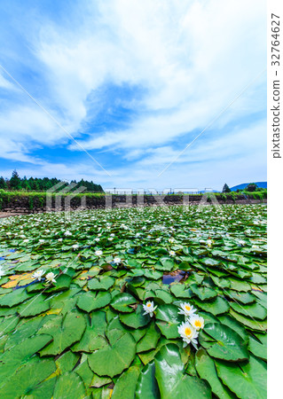 Water lily of Ishizaka pond Sasebo Sethihara 32764627