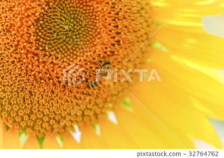  [Yamanashi Prefecture] Sunflower in Akeno 32764762