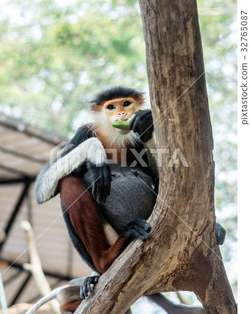 Red-shanked Douc Langur or Pygathrix nemaeus 32765087